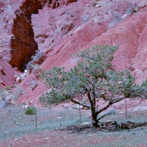 Juniper and Red Hills