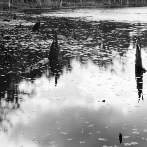 Pond