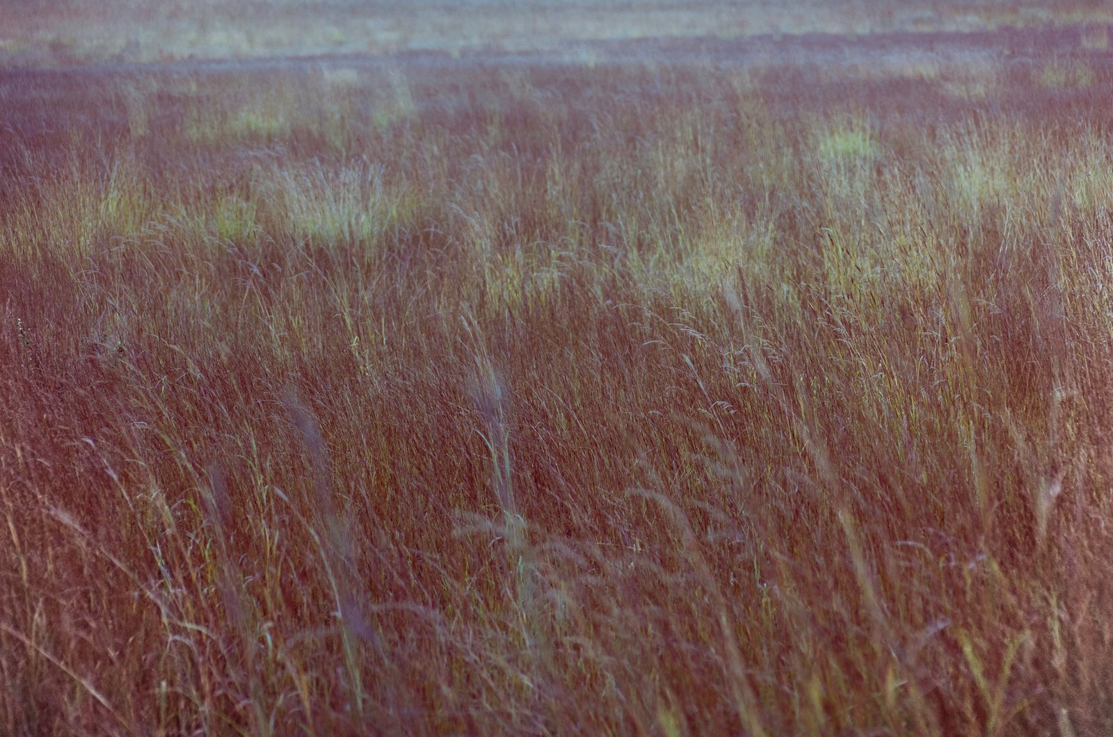 Colorful Grasses | 2025 North of Harbor Springs, Michigan