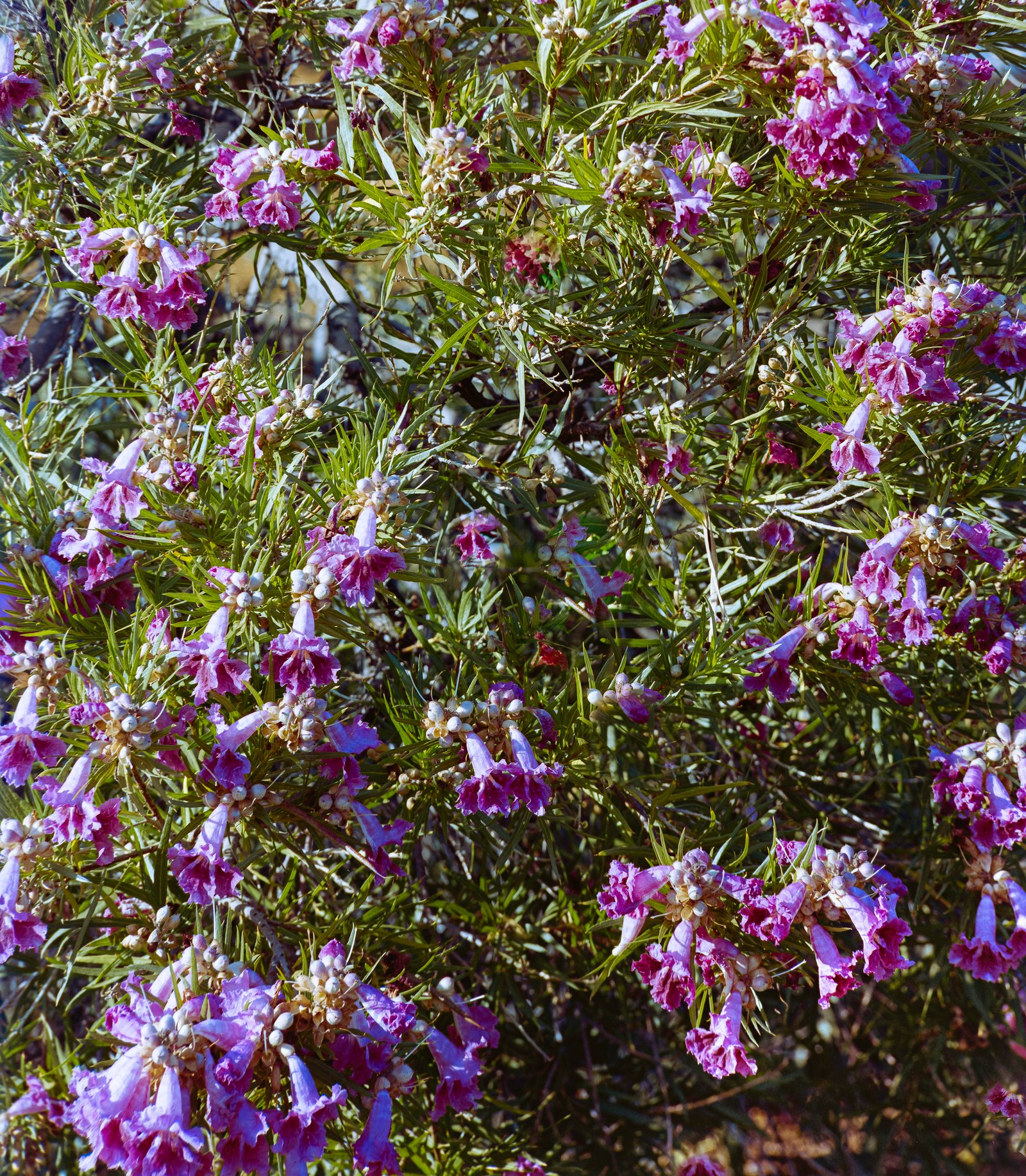 Desert Willow | 2025 Sandia Mountain Foothills, New Mexico