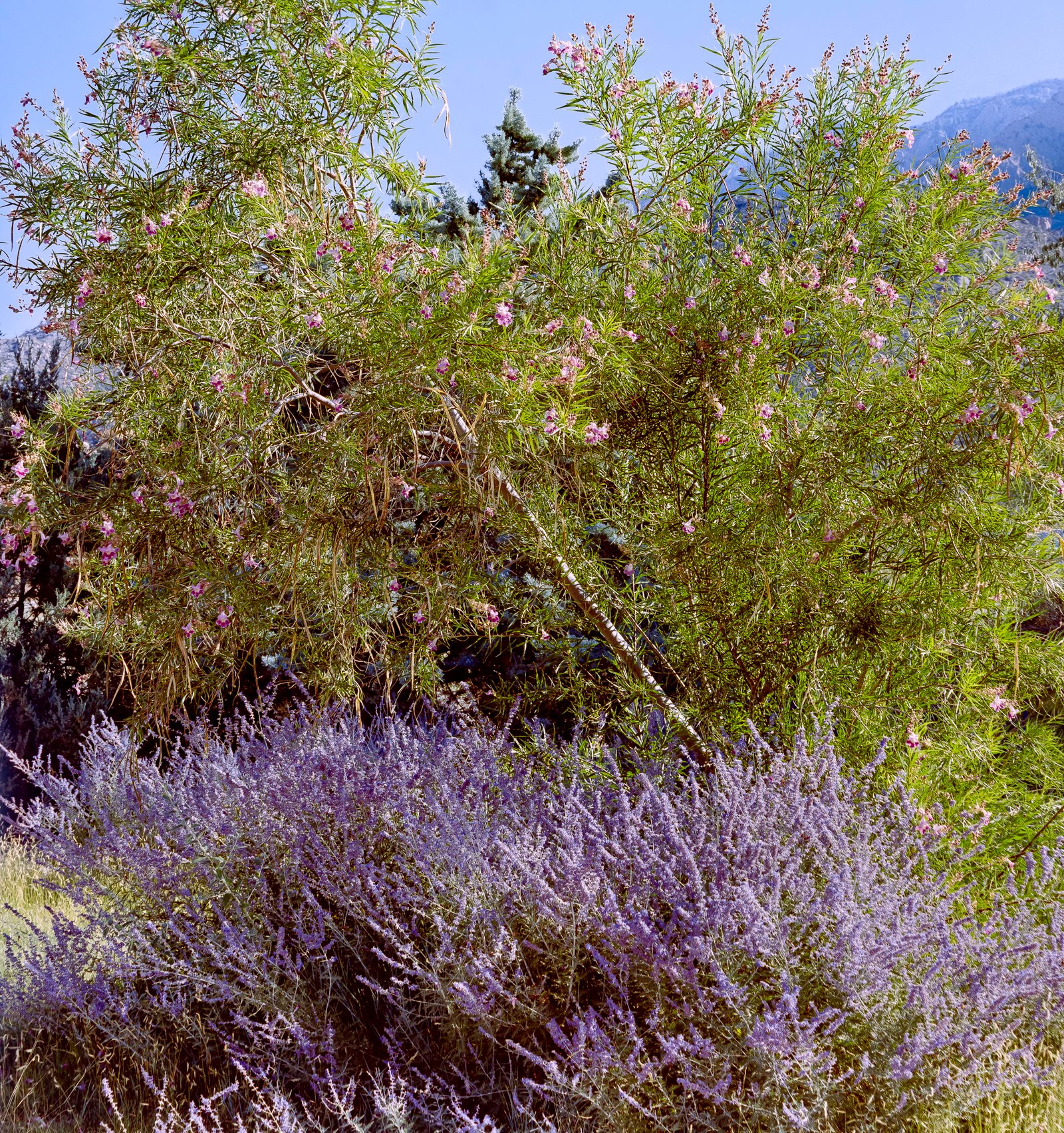 Desert Willow and Purple Sage | 2025 Sandia Mountain Foothills, New Mexico