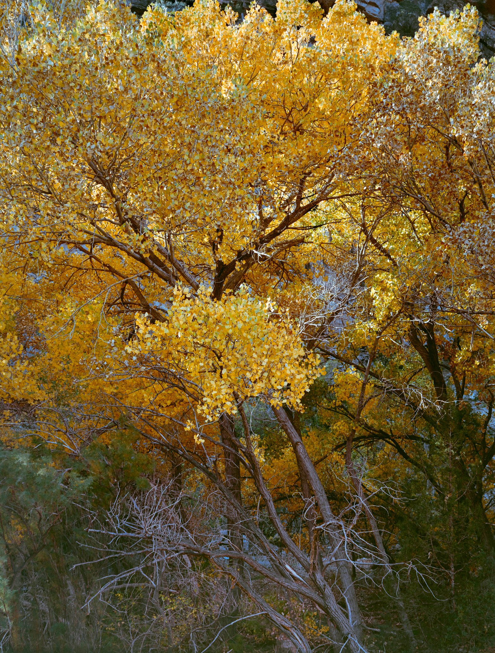Los Álamos I | 2025 Tijeras Canyon, New Mexico