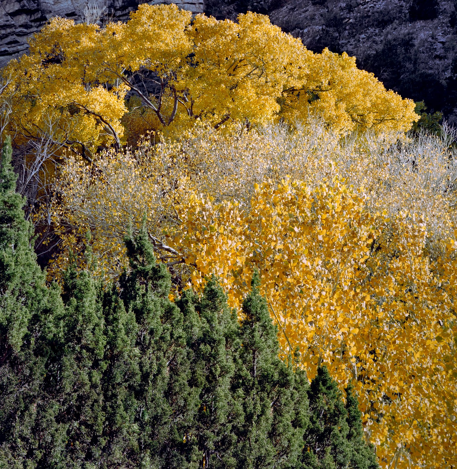 Los Álamos II | 2025 Tijeras Canyon, New Mexico