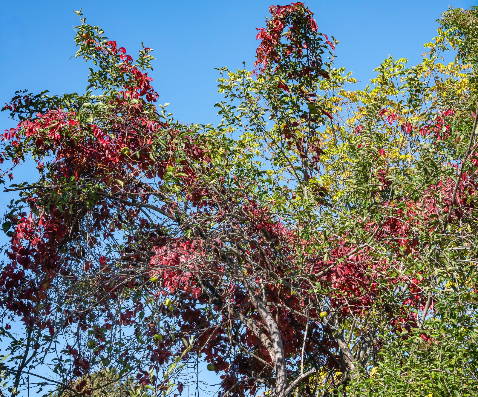 Red Vines II North of Harbor Springs, Michigan