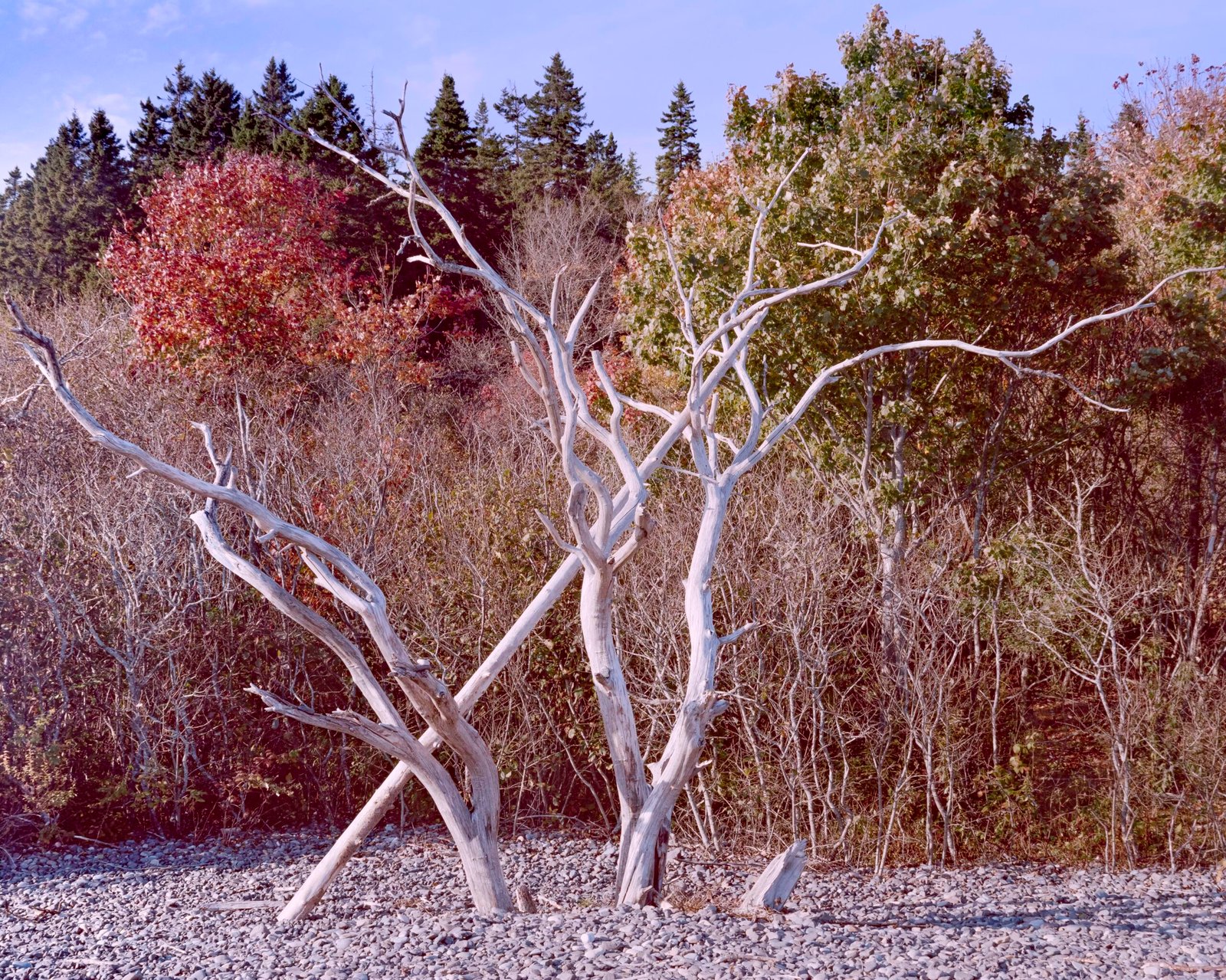 Bleached Branches 2024 Jasper Beach Machiasport, Maine Kodak 4x5 Portra 400