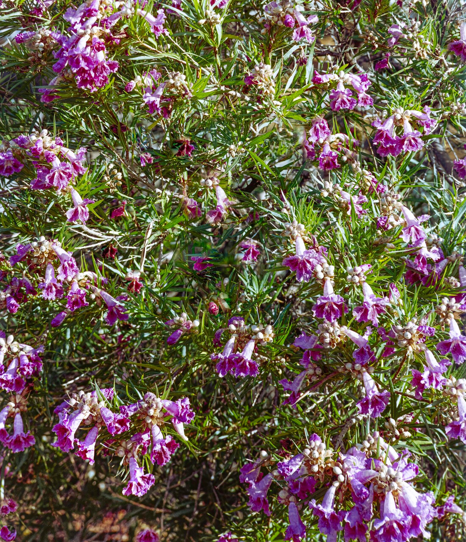 Desert Willow I 2025 Sandia Mountain Foothills, New Mexico Kodak 4x5 Portra 400