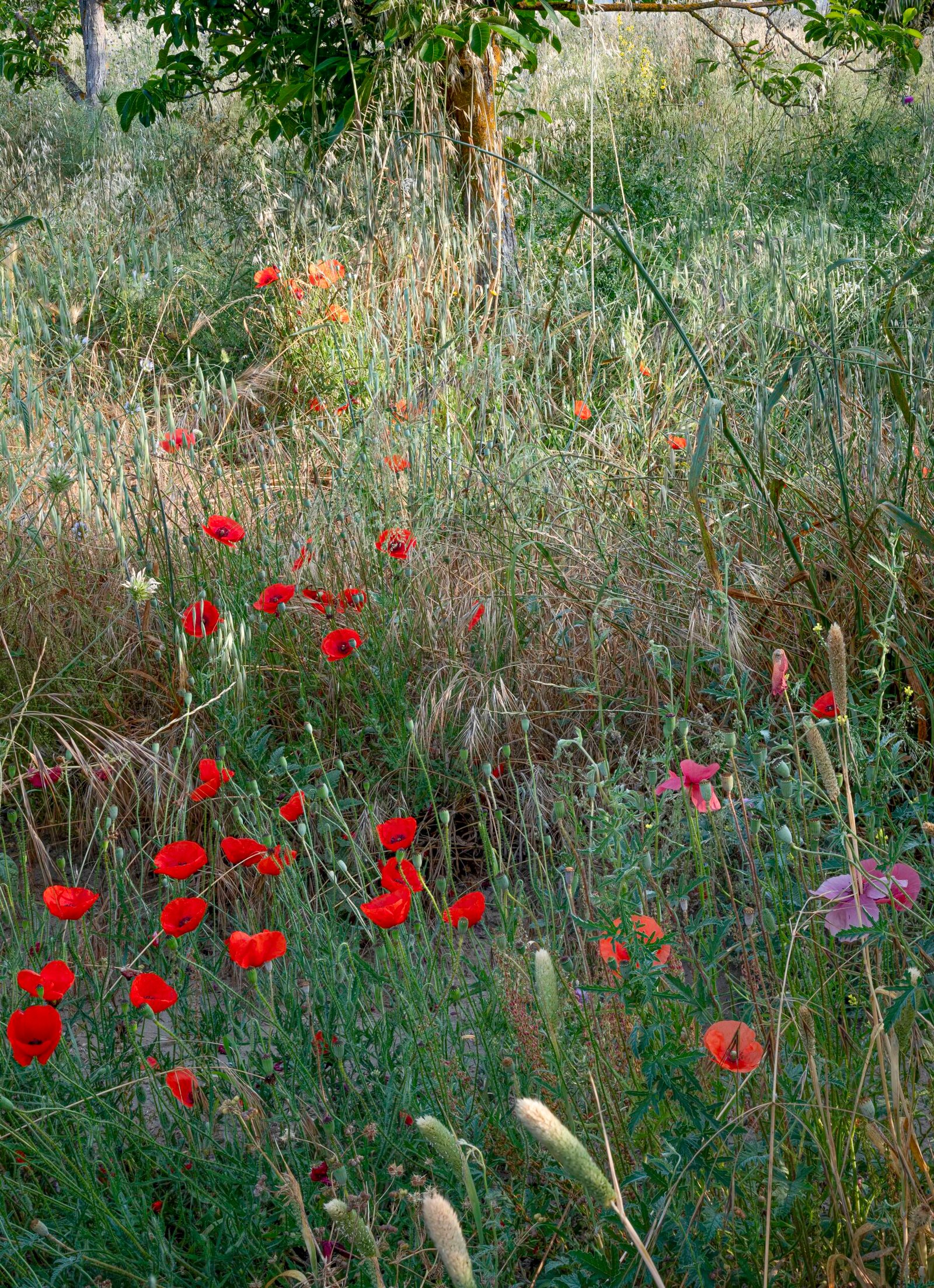 Las Amapolas II 2025 Molino del Arco Ronda, España