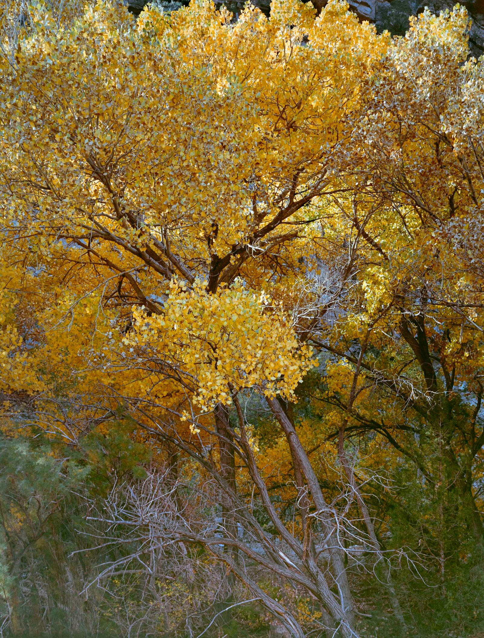Los Álamos I 2025 Tijeras Canyon, New Mexico Kodak 4x5 Portra 400